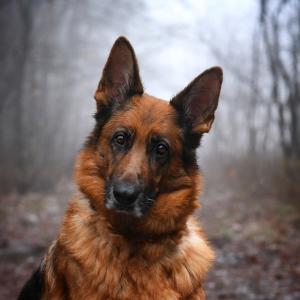 Sara