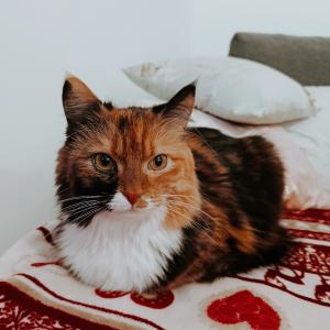 Lola