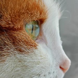 Tula
