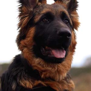 Balu