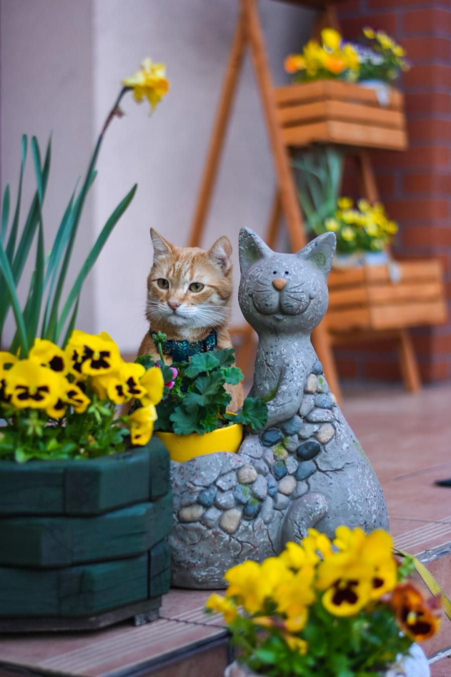 Amigo 