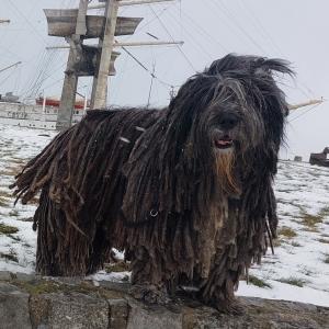 TIBOR 