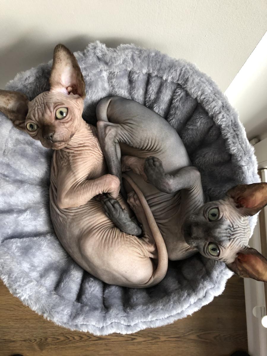 Beerus i Bobby