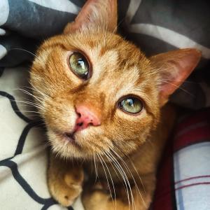 Tofik
