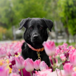 Dina