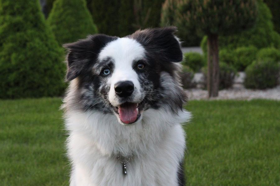 Oreo