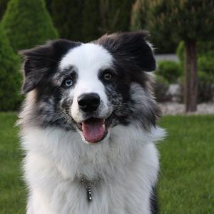 Oreo