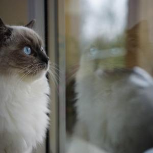 Lila