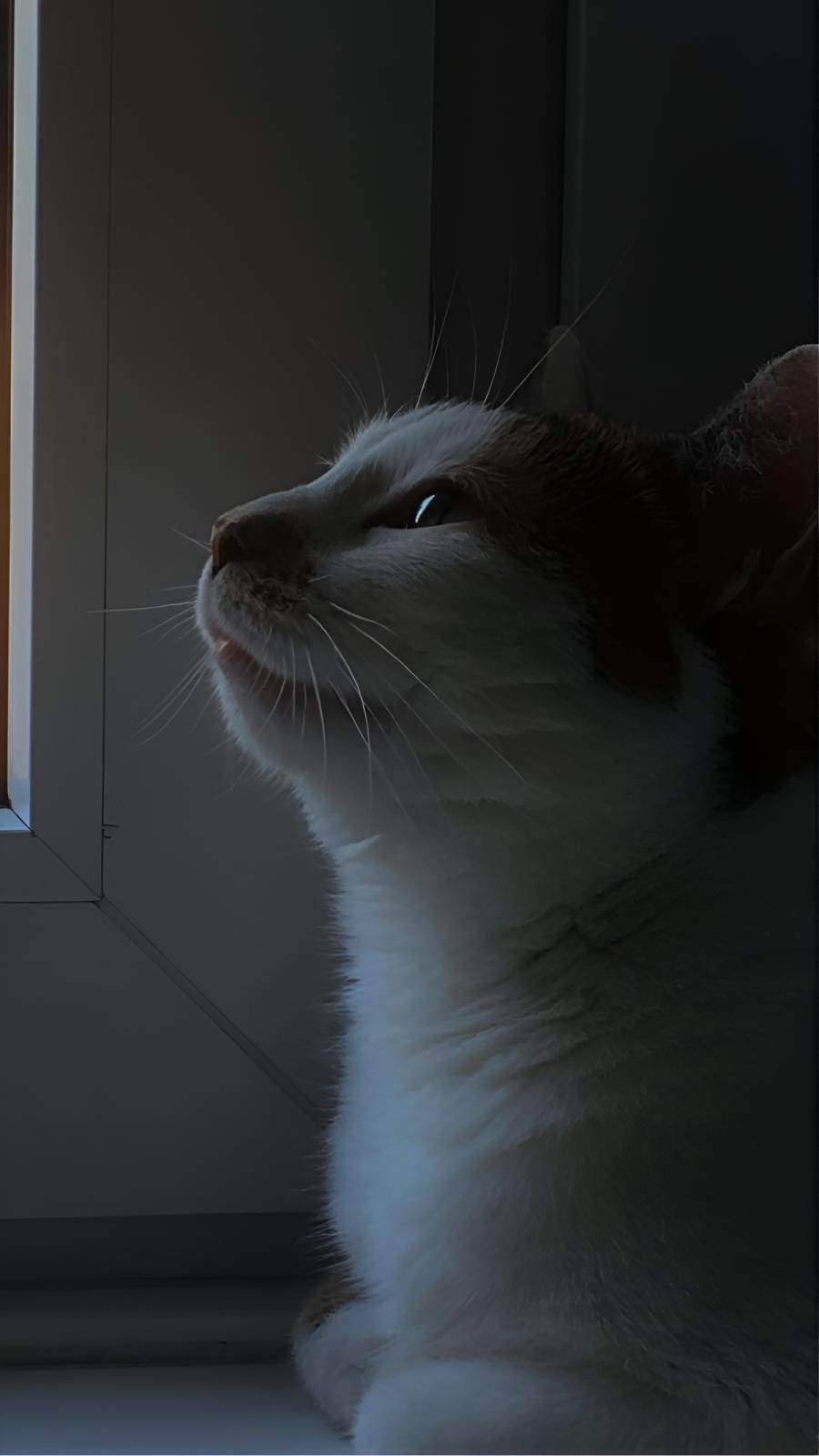Beti