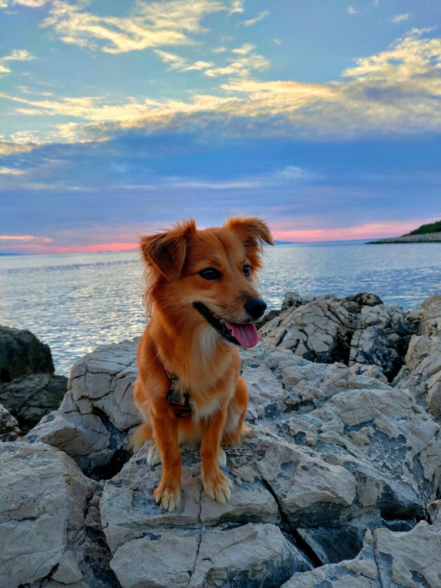 Bella