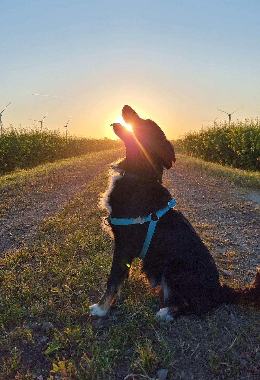 Koda