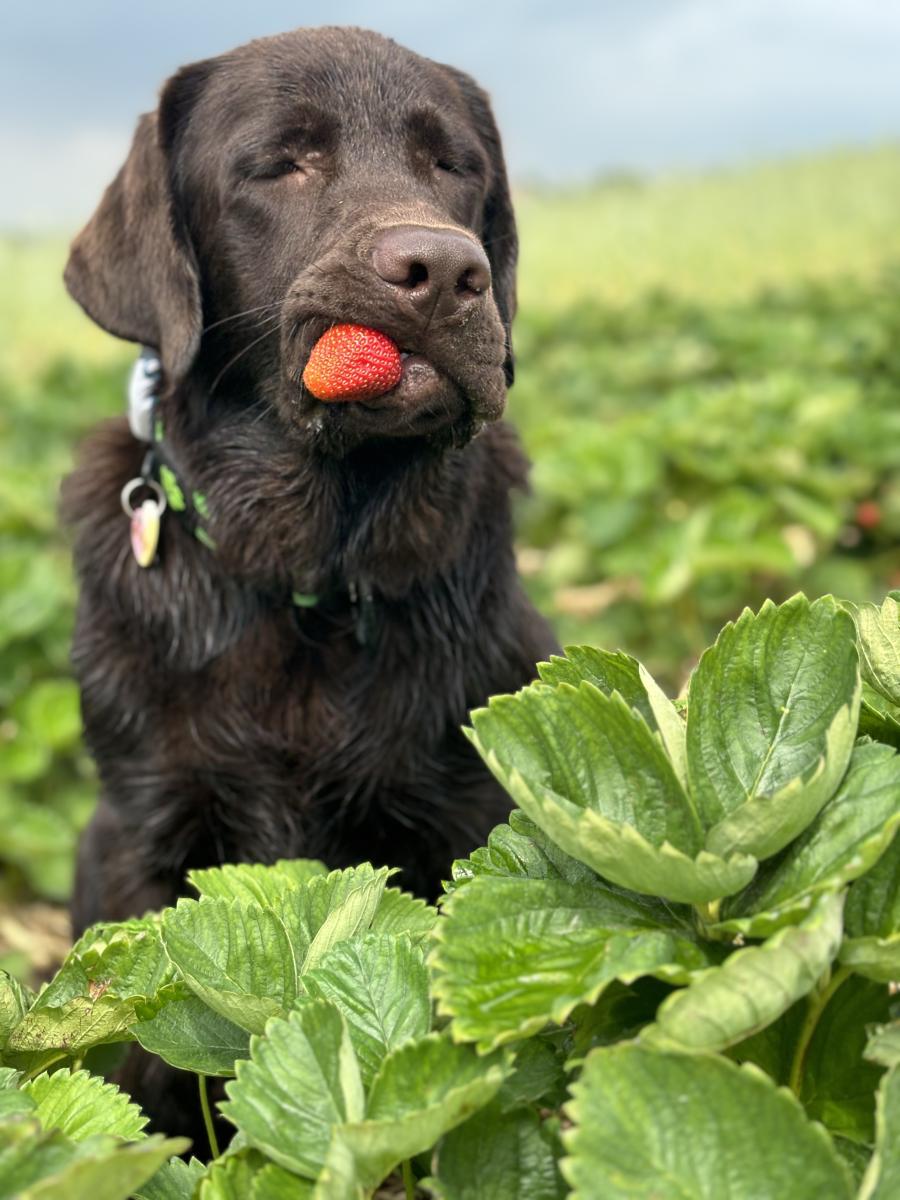 Junior 