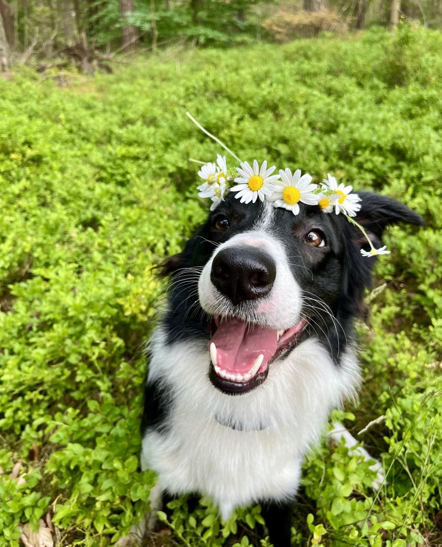Bruno