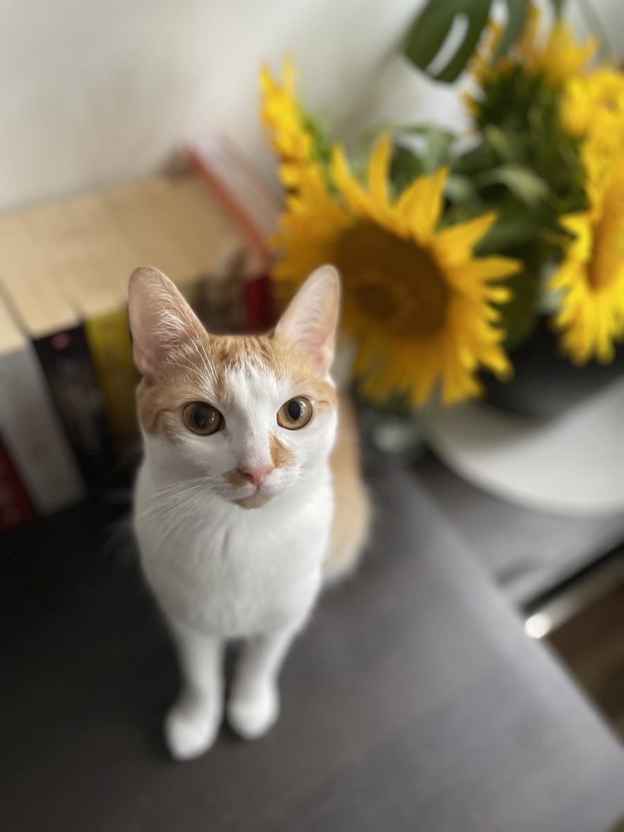 Yuumi