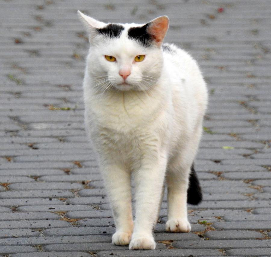 Ferdek