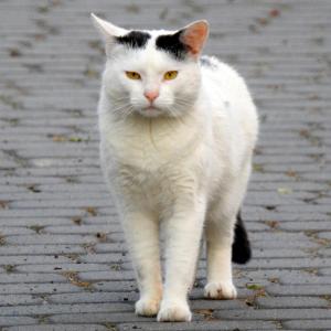 Ferdek