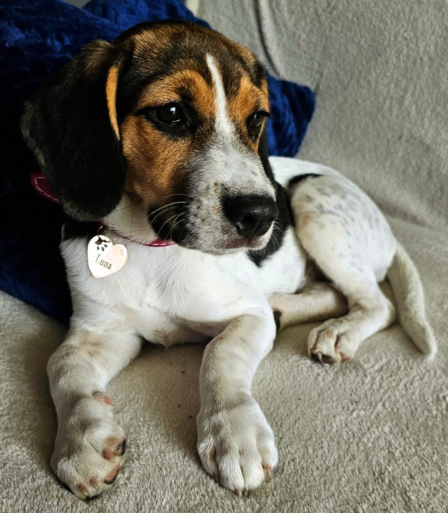 Luna