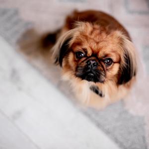 Hugo