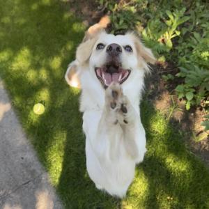 Rocky