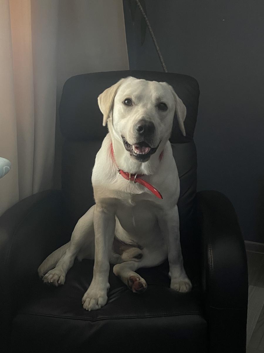 Roki