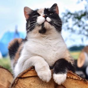 Bubu