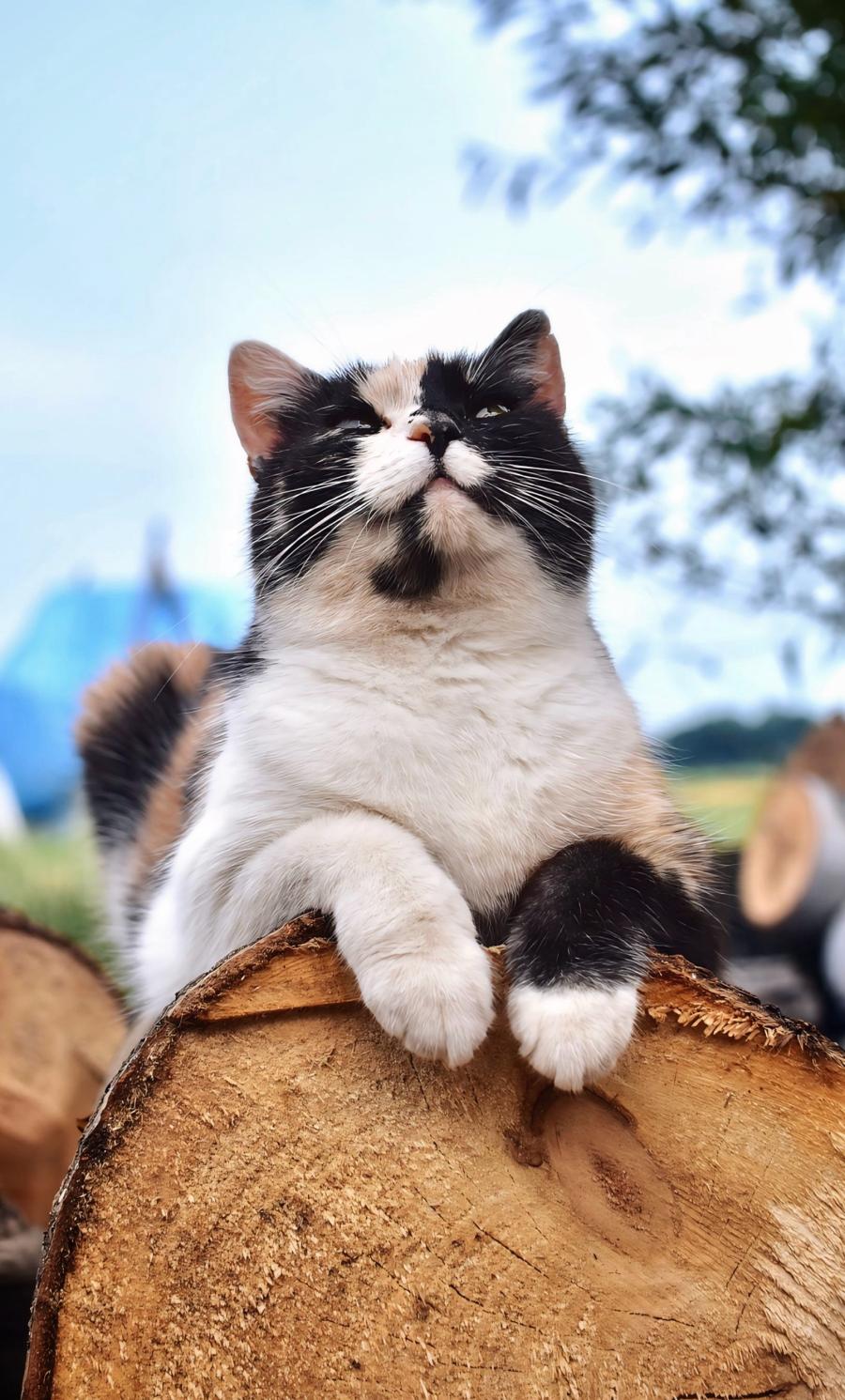 Bubu