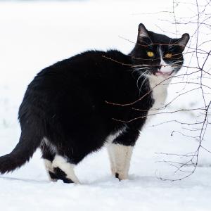 Saszka