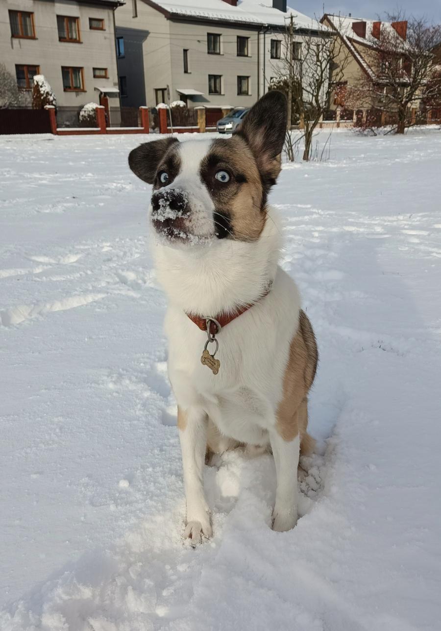 Nemo 