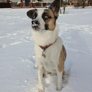 Nemo 