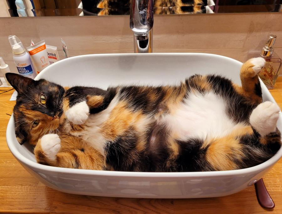 Kitty