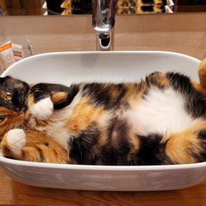 Kitty