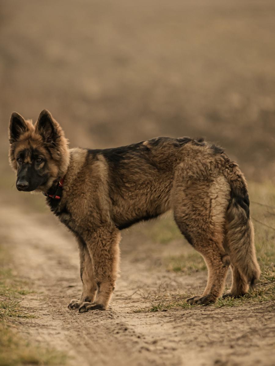 Zoja