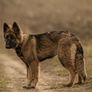 Zoja