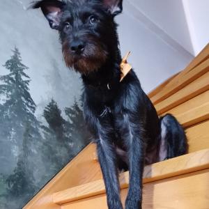 Luka