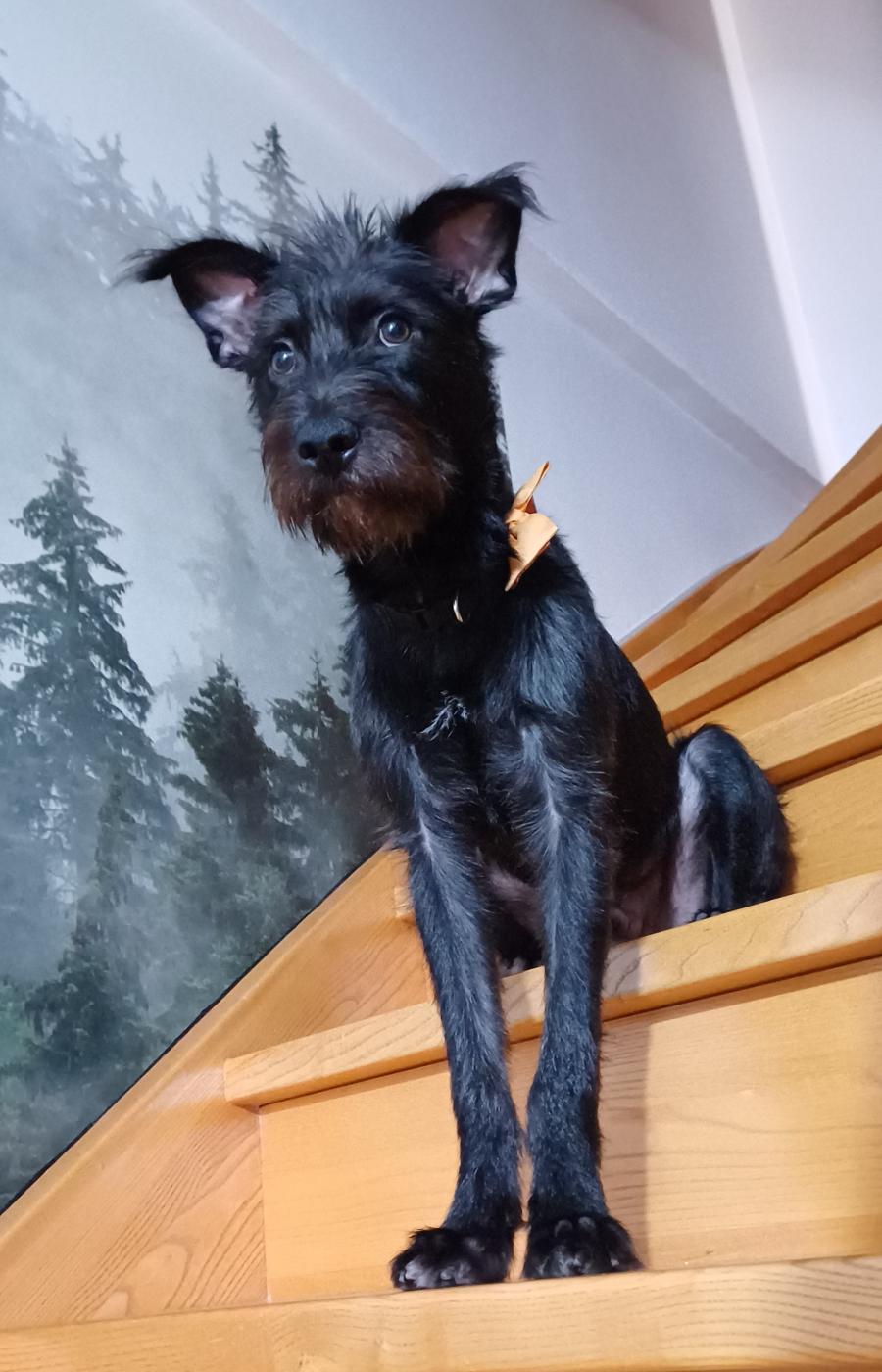 Luka