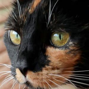 Agatka