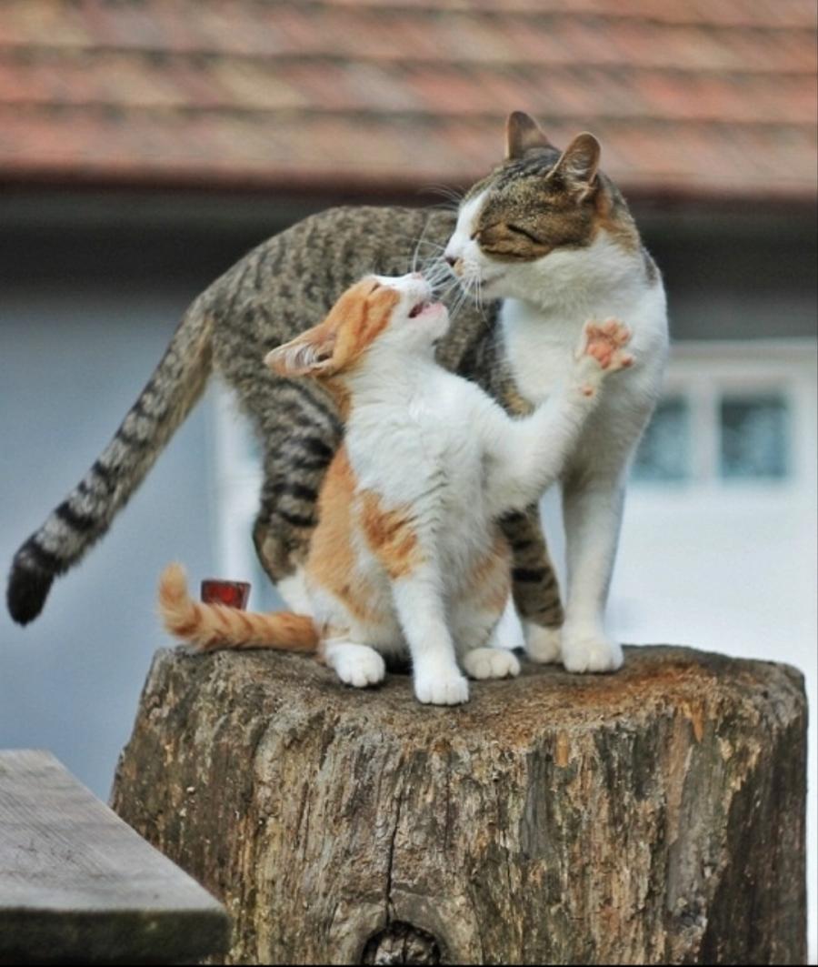 Ruda i Micek