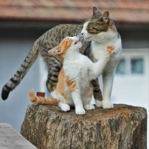 Ruda i Micek