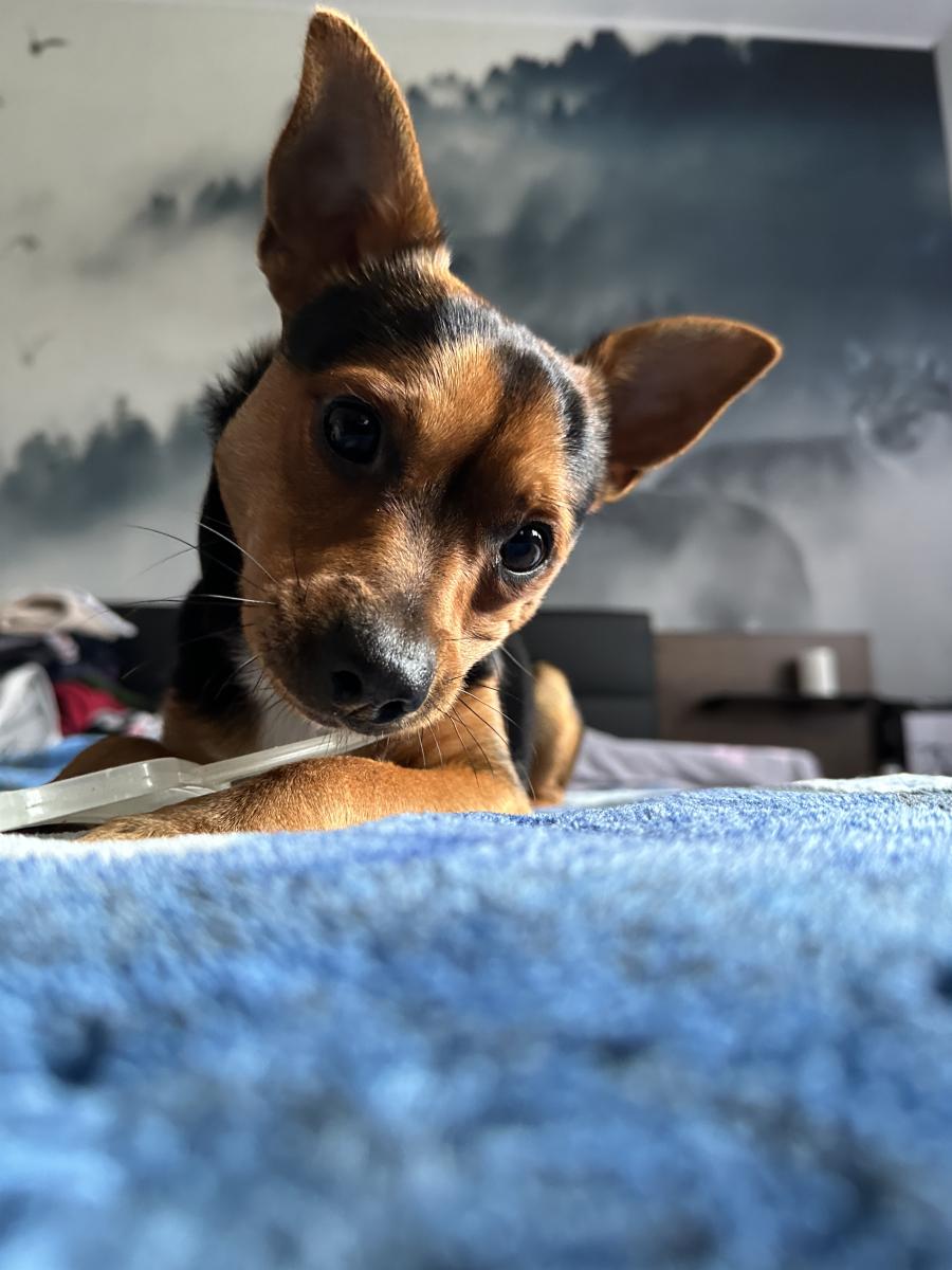 Pedro