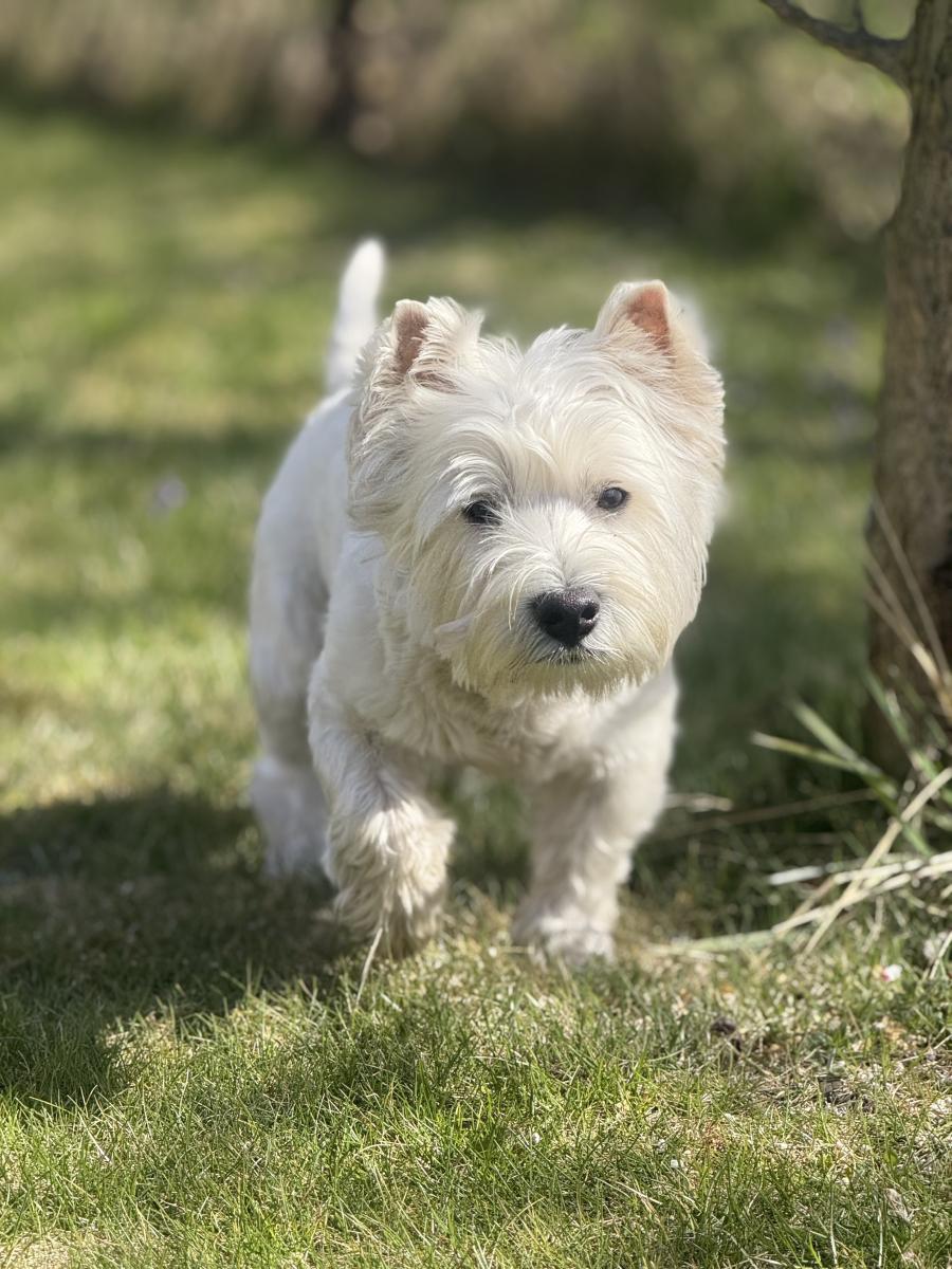 Alfie