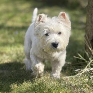 Alfie