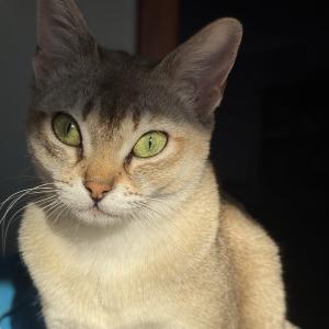 Stella