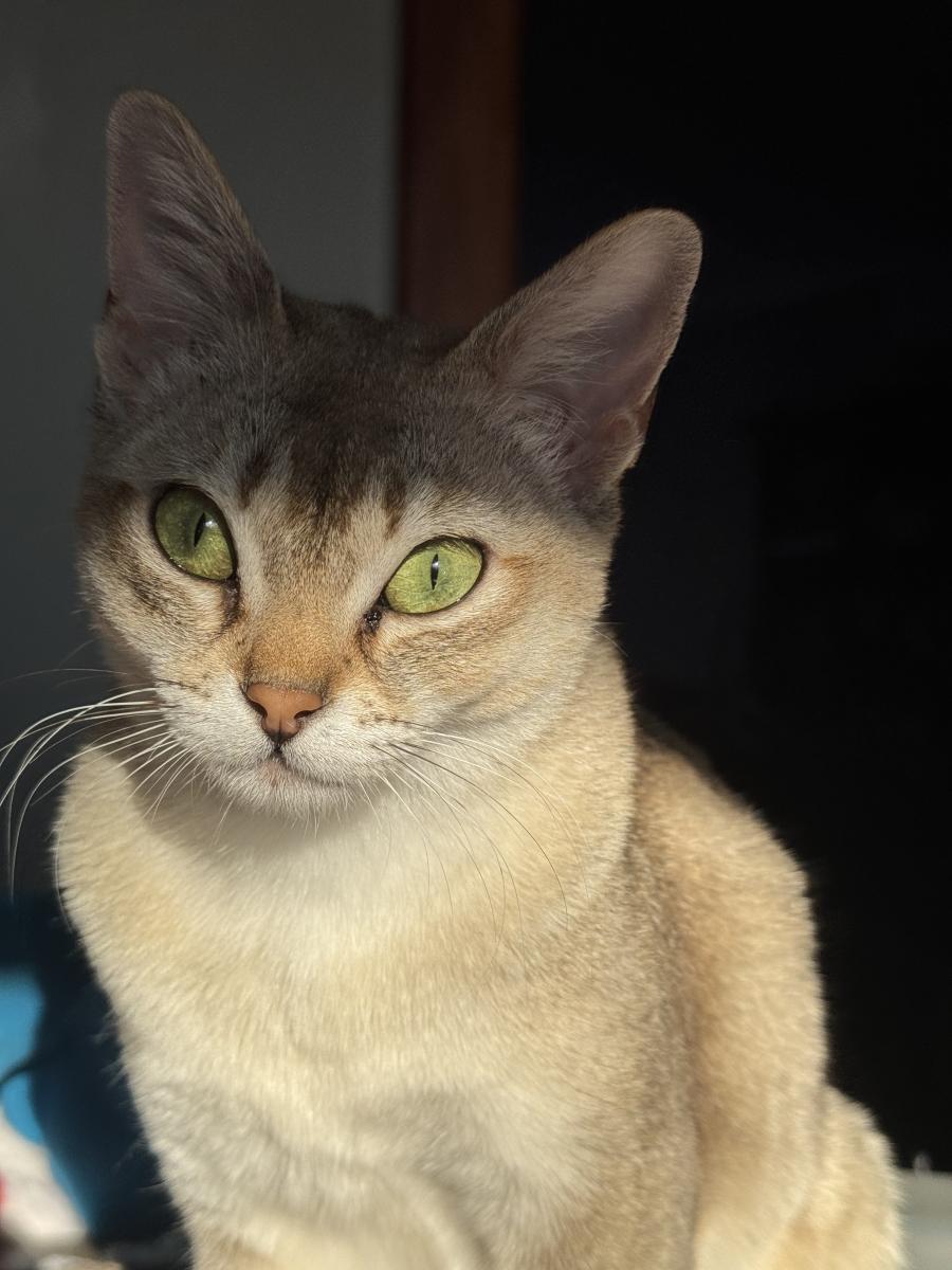 Stella
