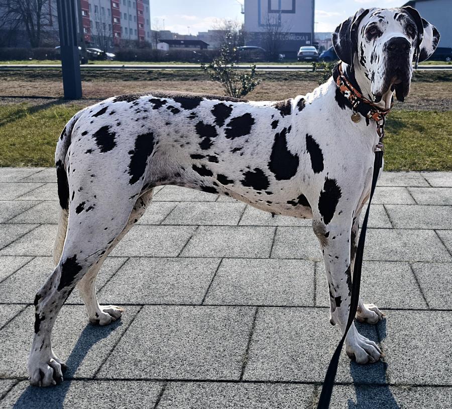 Arya 