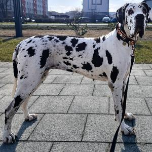 Arya 