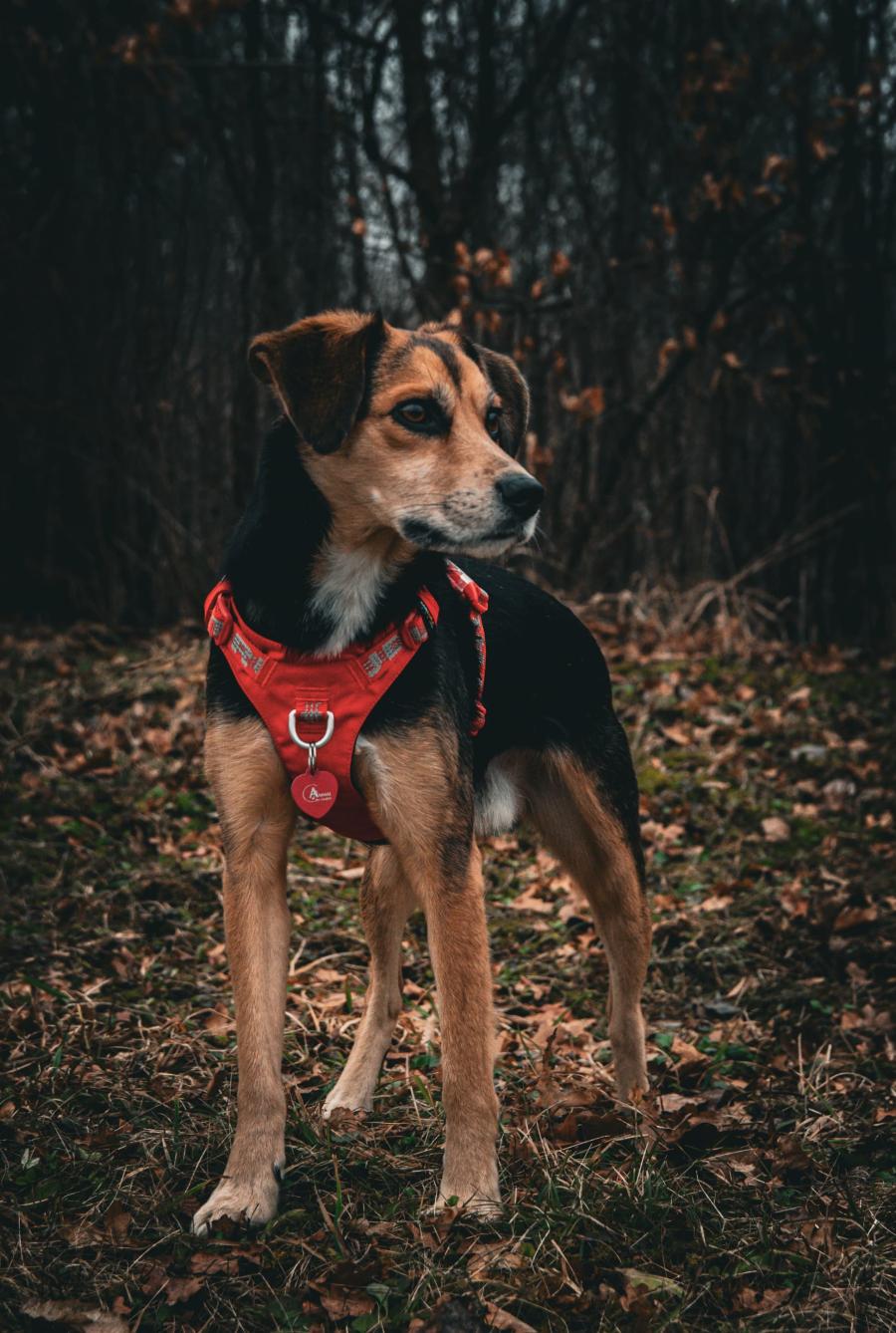 Charlie 