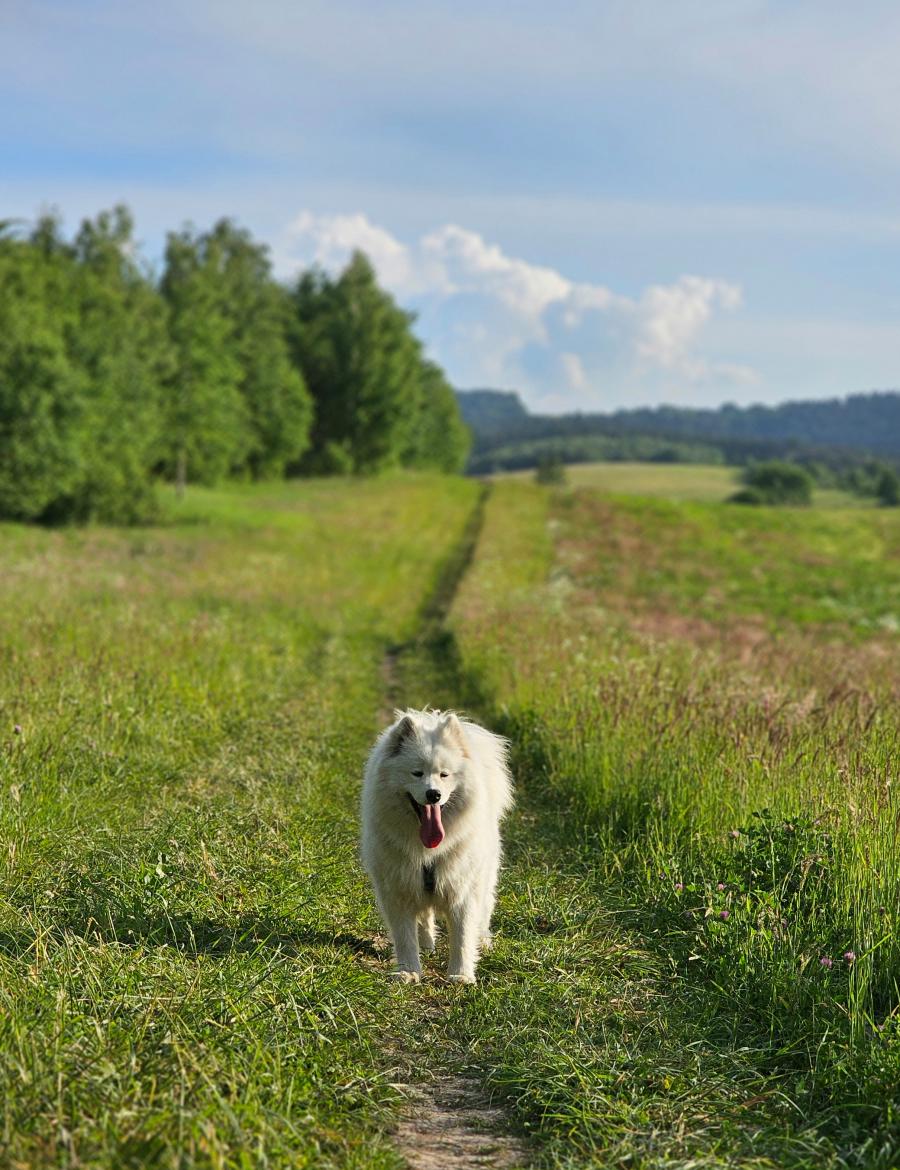 Koka