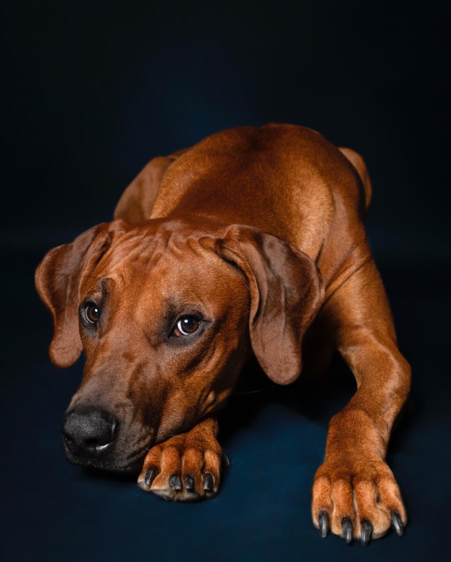 Amaru 