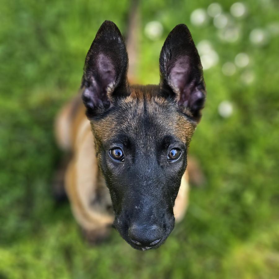 Draco
