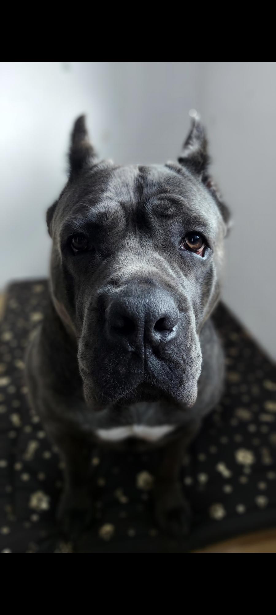 Draka
